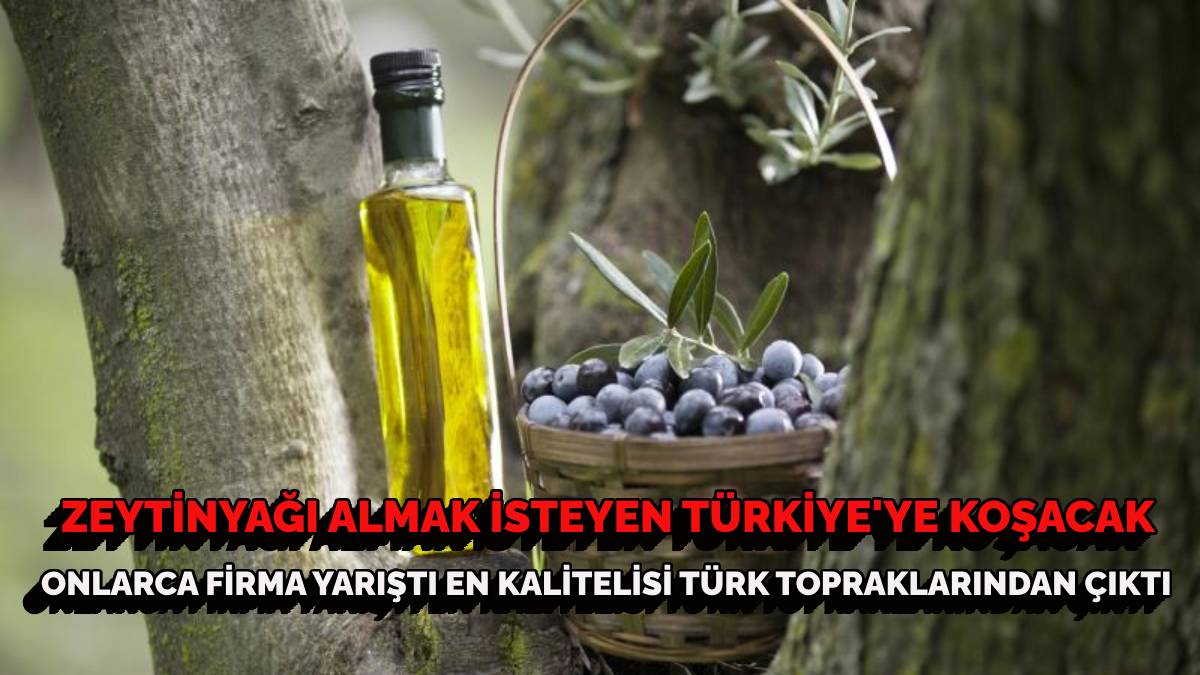 28 ülke kapıştı, en iyisi Türkiye’den çıktı! Zeytinyağı Türk topraklarından alınır! Bakın en iyi firma hangisi oldu