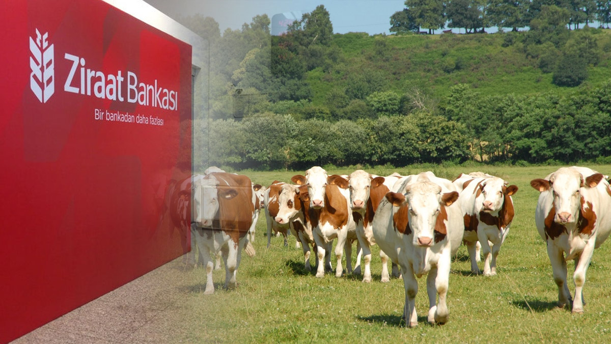 Hayvancılık yapmak isteyenlere büyük fırsat! Parası Ziraat Bankası'ndan bereketi Allah'tan