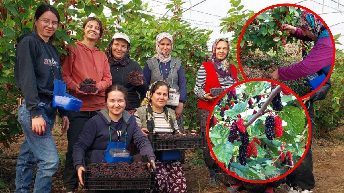 Aşk meyvesi olarak biliniyor, rekor fiyatlarla satılıyor! Kilosu 120 TL’den, Dubai’den talep patlaması yaşıyor