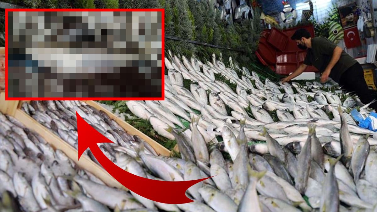 ‘Mangal söndüren’ deniyor, kimse kıymetini bilmiyor! Ne hamsi ne de palamut: İşte Karadeniz’in asıl şahı