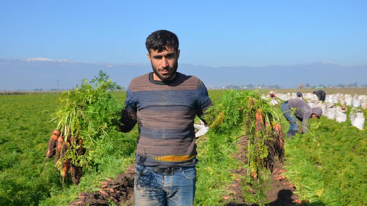 Ankara’nın en verimli ürünü! Yılın 12 ayı hasat ediliyor, çuval çuval kazandırıyor! Türkiye’nin dört bir yanına gönderiliyor