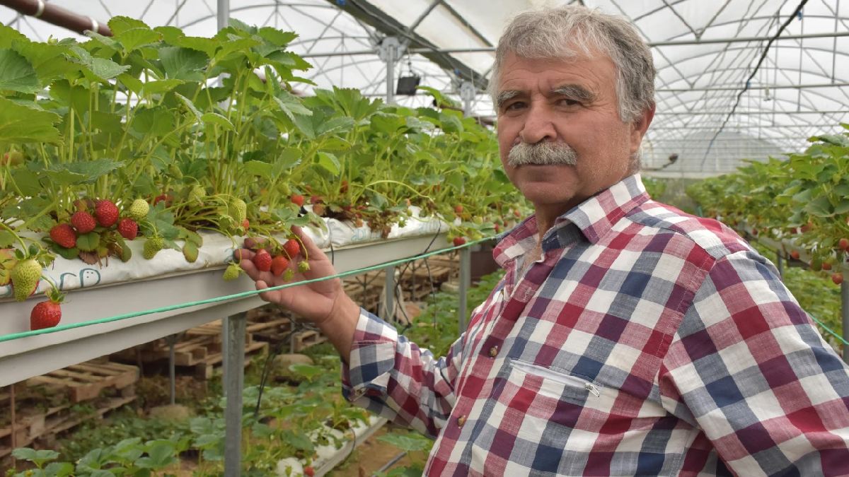 Muhasebecilikten tarıma geçiş yaptı, 12 ay kesintisiz üretime başladı! Toprağa ihtiyaç duymuyor, 150 TL’den yok satıyor