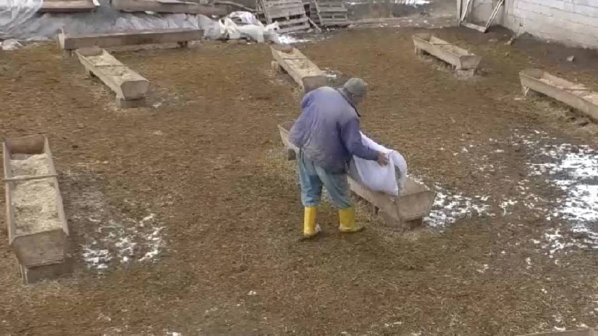 Büyük şehrin çilesini çekemedi!100 taneyle başladı ama 520 tane oldu: 3 yılda 5 kat büyüdü şimdi ondan iyisi yok