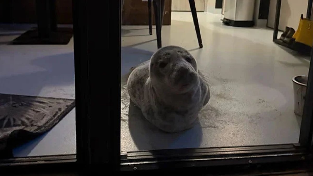 Beklenmedik misafir: Otel odasında uyuyan fok