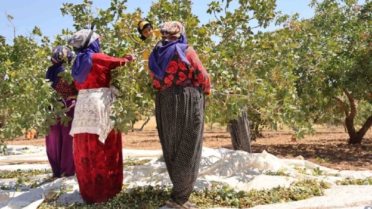 Dünyayı sarsan üründe fiyat şoku! Hasat başladı, fiyatlar çakıldı: 350 TL’yken şimdi 170 oldu
