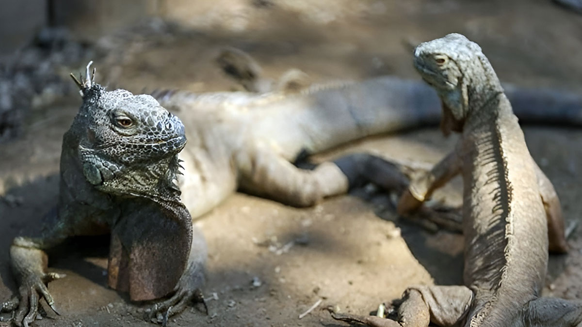 O ülkede yaşayan 200 bin iguananın yarısından fazlası öldürülecek! Meğer o sektörü kurutup bitirmişler