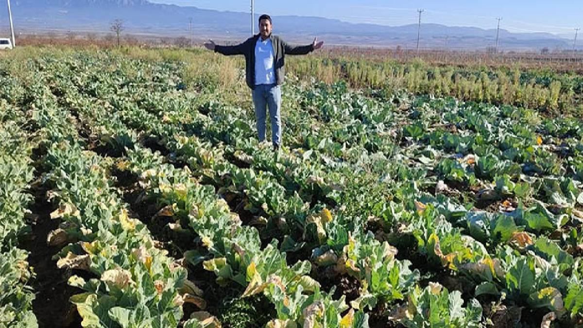 Nohudun arkasına 2. ürün olarak ekti, gübreleme bile yapmadı! Köyünde yetişmeyen ürünü 2 ay boyunca topladı