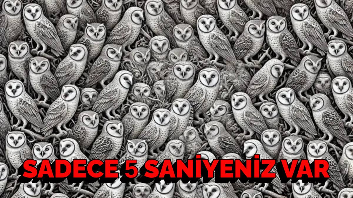 Zeka avcıları buraya! Baykuşların arasında pusuya yatan kediyi kimse bulamıyor! Süre tuttuysanız 5 saniyeniz başlıyor