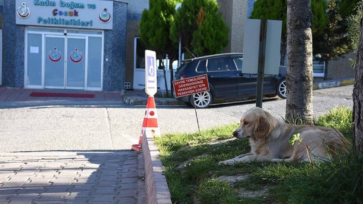 Sağlık Bakanlığı yazı gönderdi: Hastanelerde ve bahçesinde sahipsiz köpek olmayacak