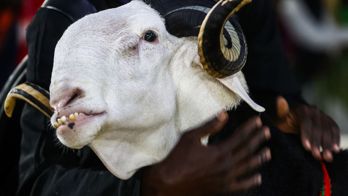 Gören şaşkına dönüyor, koyun olduğunu çözemiyor! Fiyatı ise dudak uçuklatıyor: 2.5 Milyon Lira bedel biçiliyor
