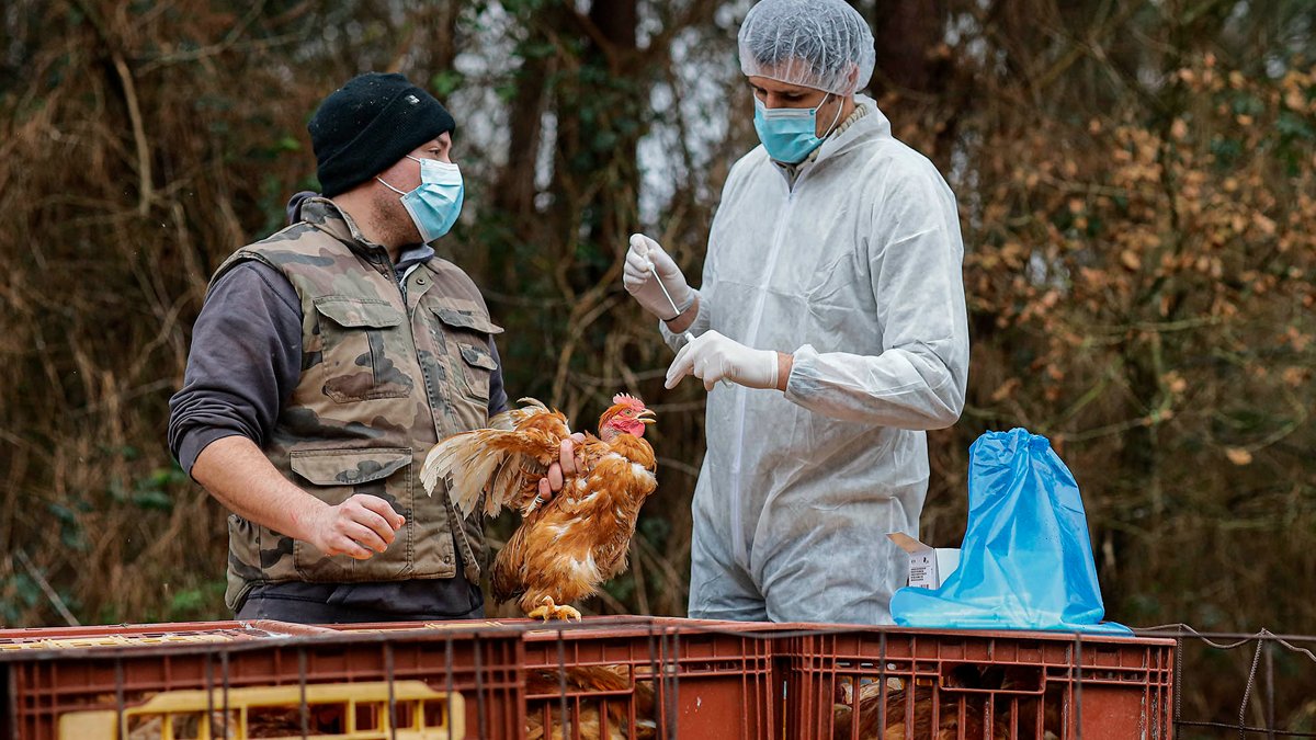 Kuş gribinin yumurta ve sütten bulaşma ihtimali var mı?
