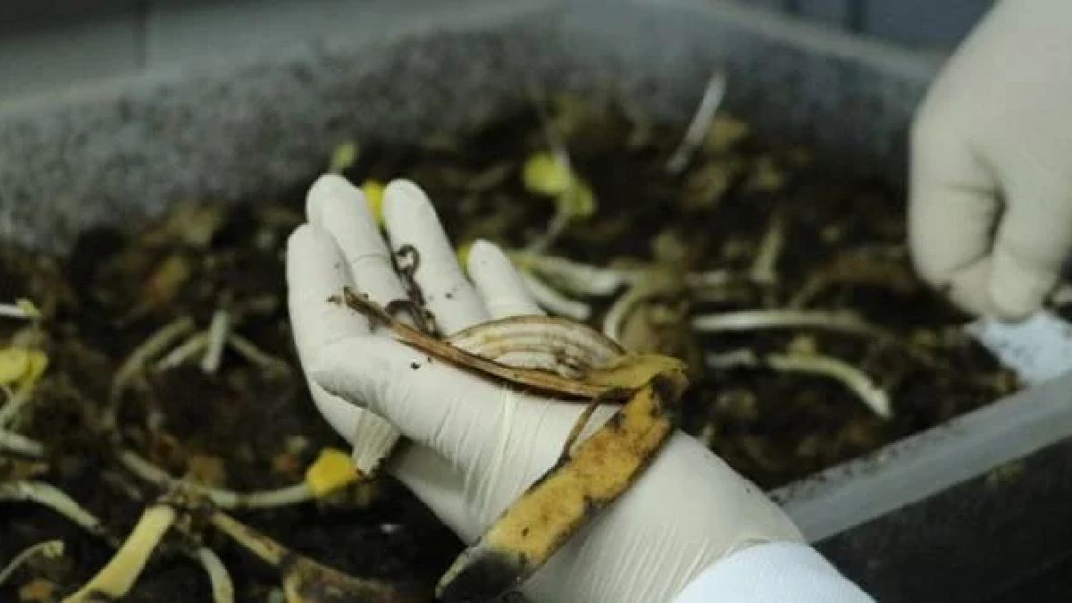 Öğrenciler tarafından üretiliyor, kimyasal gübrenin alternatifi oluyor! Semt pazarlarından toplanıp doğaya kazandırılıyor