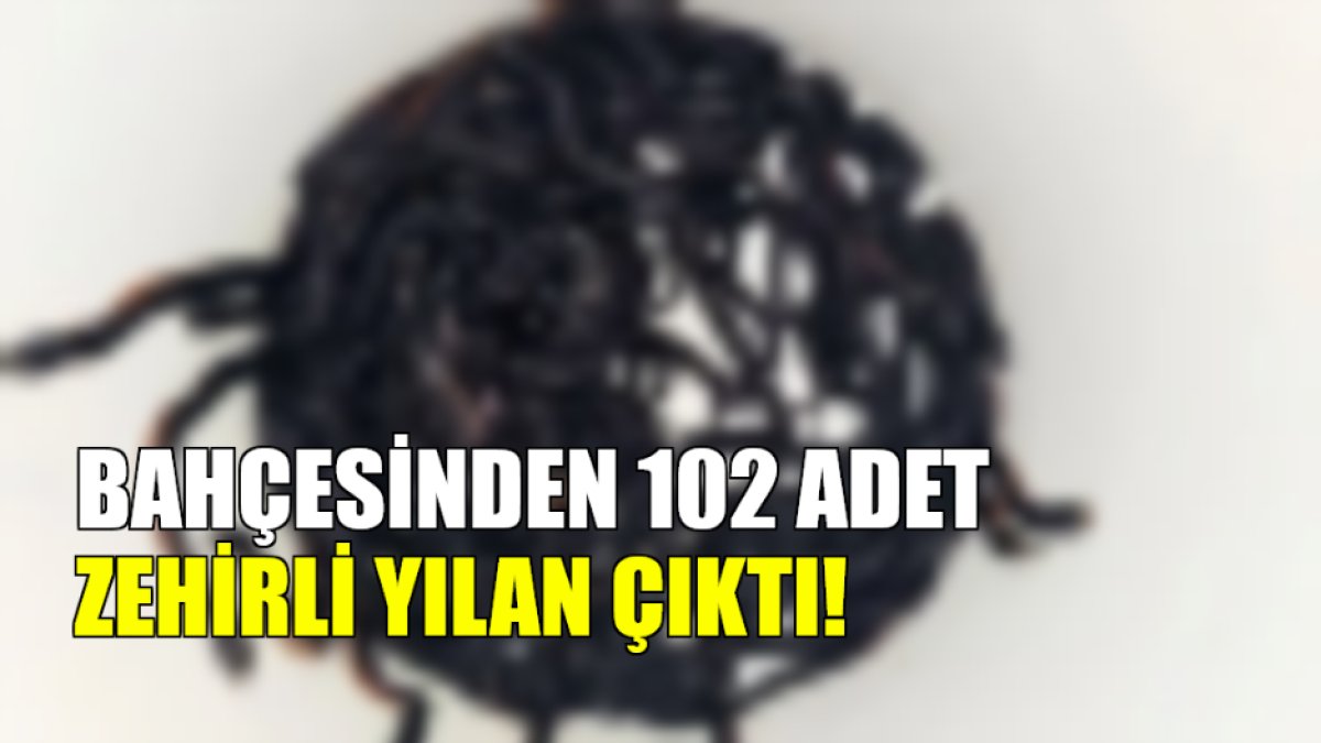 Köpeğini yılan ısırdı! Ardından ekipleri çağırdı: Bahçesinden toplamda 102 zehirli yılan çıktı!