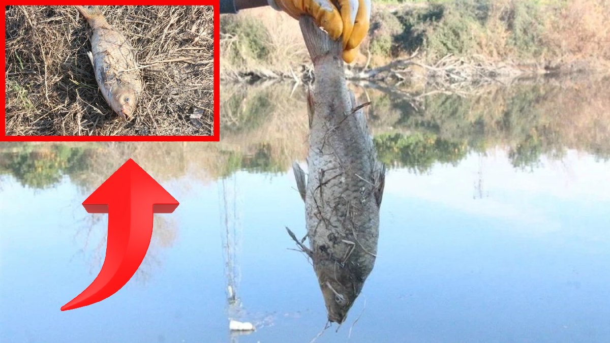 Adana’da tehlike çanları çalıyor! Botulismus korkusu her geçen gün artıyor: Sinirleri felç edip ölüme götürebilir