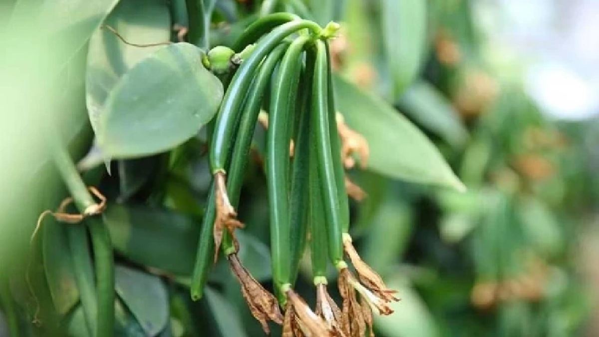 Balkonda yetişiyor, binlerce lira kazandırıyor! Bir avuç toprağa ekin 500 TL’ye anında satın