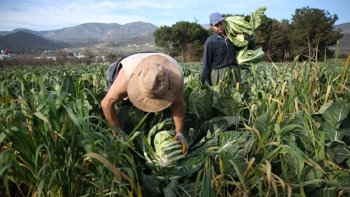 Bu sebze vücudun enerji deposu! Kış sebzelerinin şahı olarak biliniyor: Lezzetiyle de faydasıyla da çok seviliyor