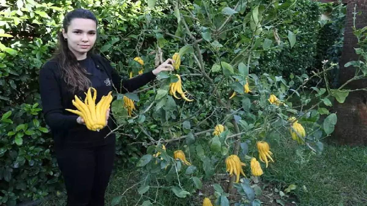 Kimse bu kadar farklısını görmedi! Buda’nın eli, havyar limonu… Türkiye’nin en özelleri 180 çeşidiyle o şehirde yetişiyor