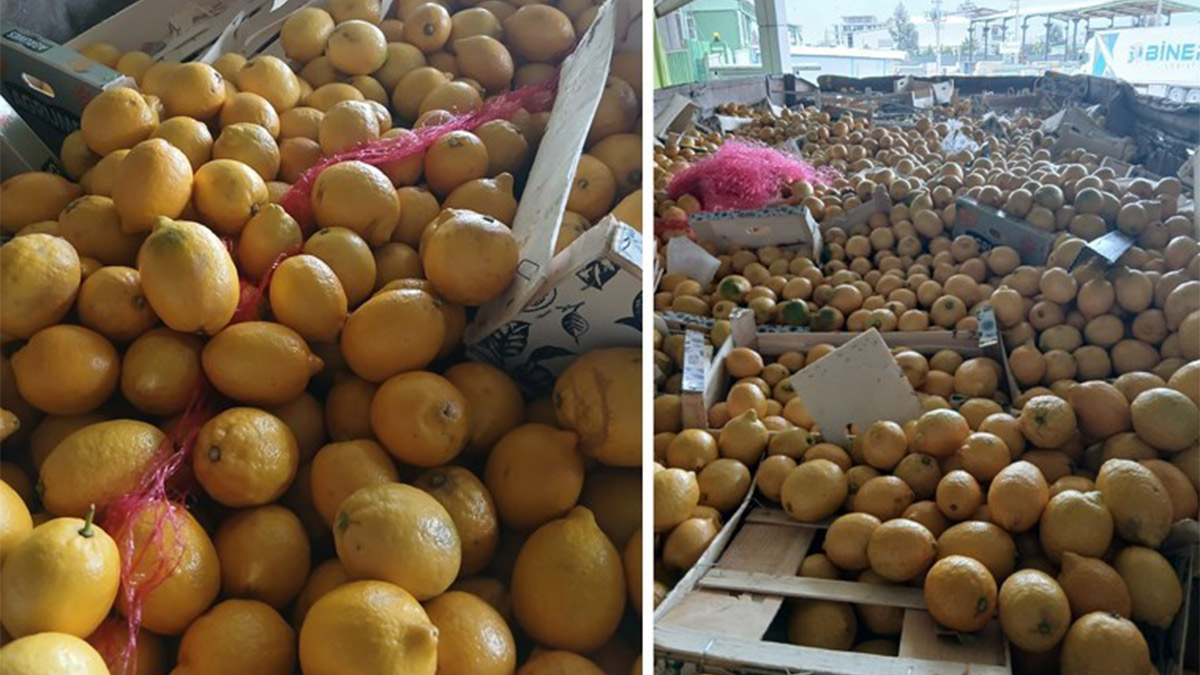 Hatay'da pestisit alarmı: 55 ton limon imha edildi!