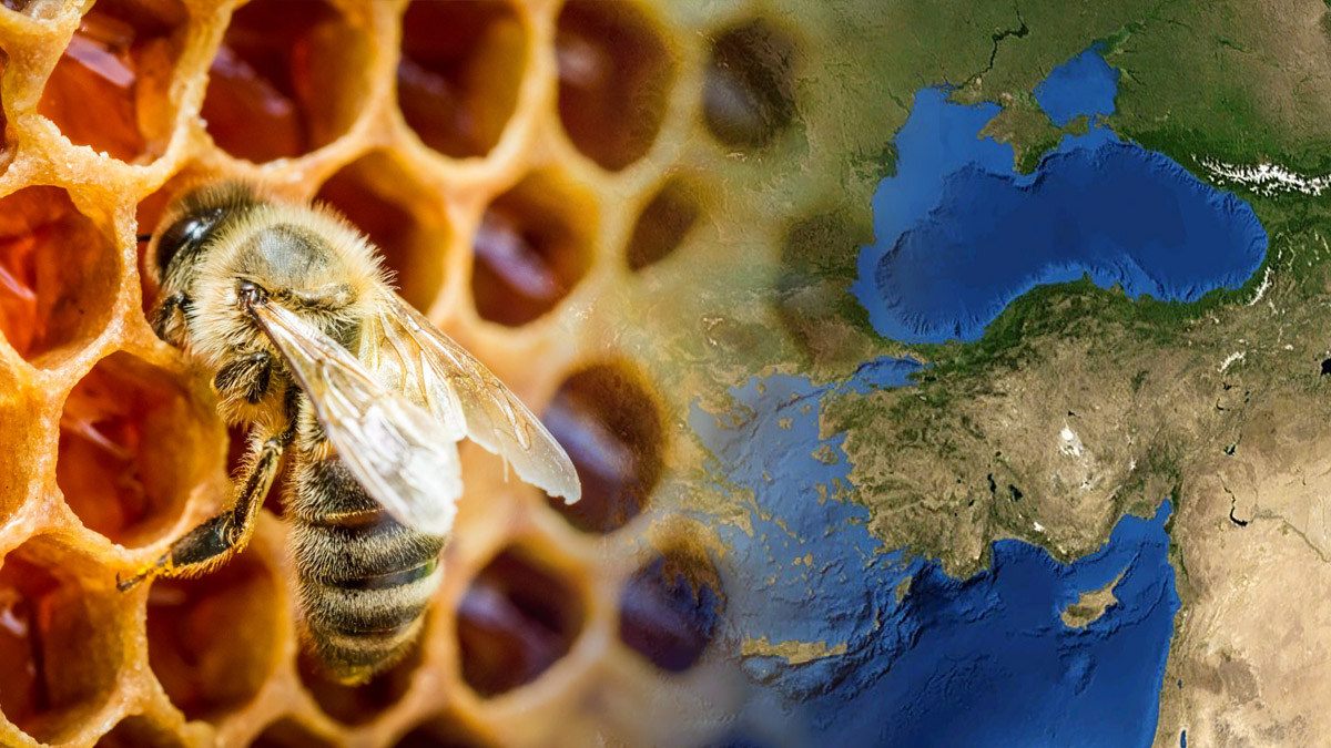 Türkiye'deki sahte bal skandalı büyüyor! Mutfağınızdaki ucuz balı hemen çöpe atın büyük ihtimalle sahte