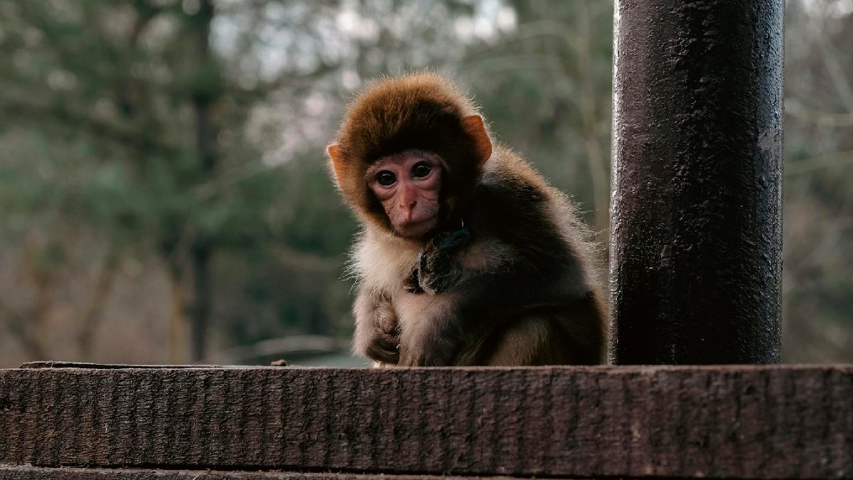 Sri Lankalı yetkililer krizi çözmeye çalışıyor! Trafoya giren maymun yüzünden tüm ülkede elektrikler gitti