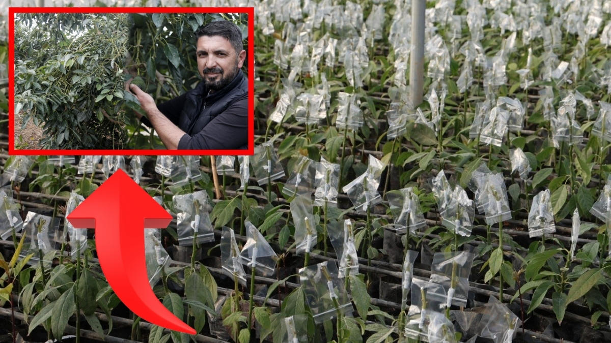 Denemek için ekti tonlarca ürün topladı! Sıfır maliyetle yeni işini kurdu: Tanesini 70 liradan satıyor