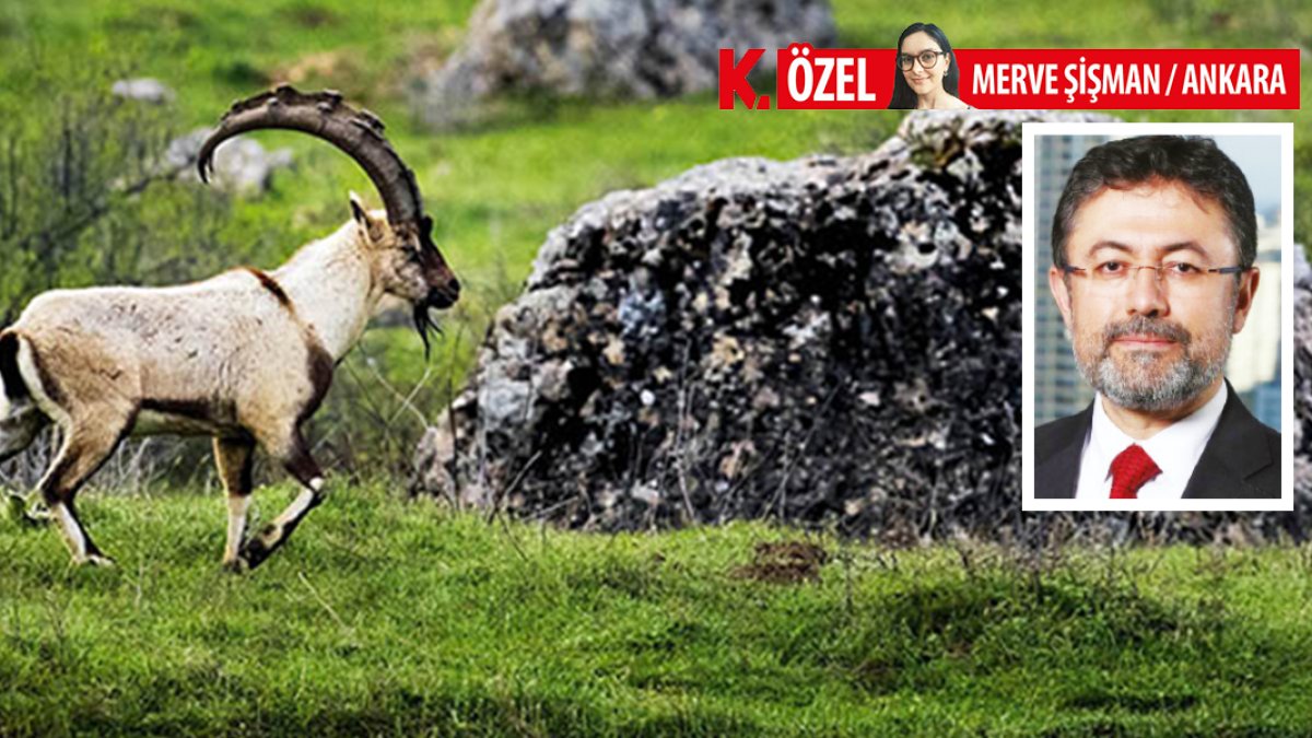 Dağ keçisi katliamı