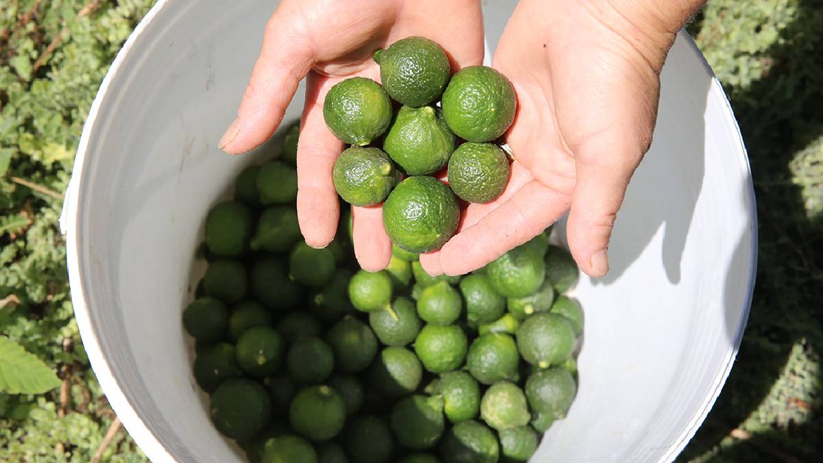 Kışın yok satıyor, en lezzetlisi Bodrum’da yetişiyor! Türkiye’nin en aromatik lezzetinde 20 bin ton ürün