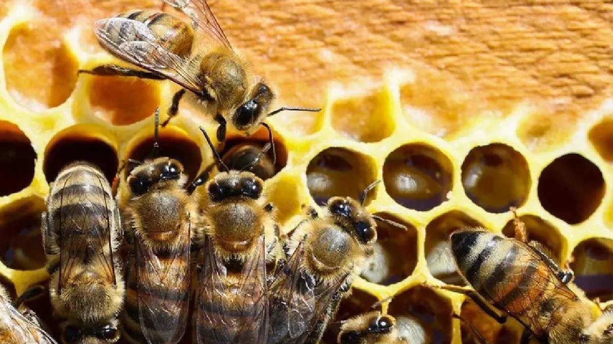 'Kraliçe arı' davasında karar: 4 yıl hapis cezası