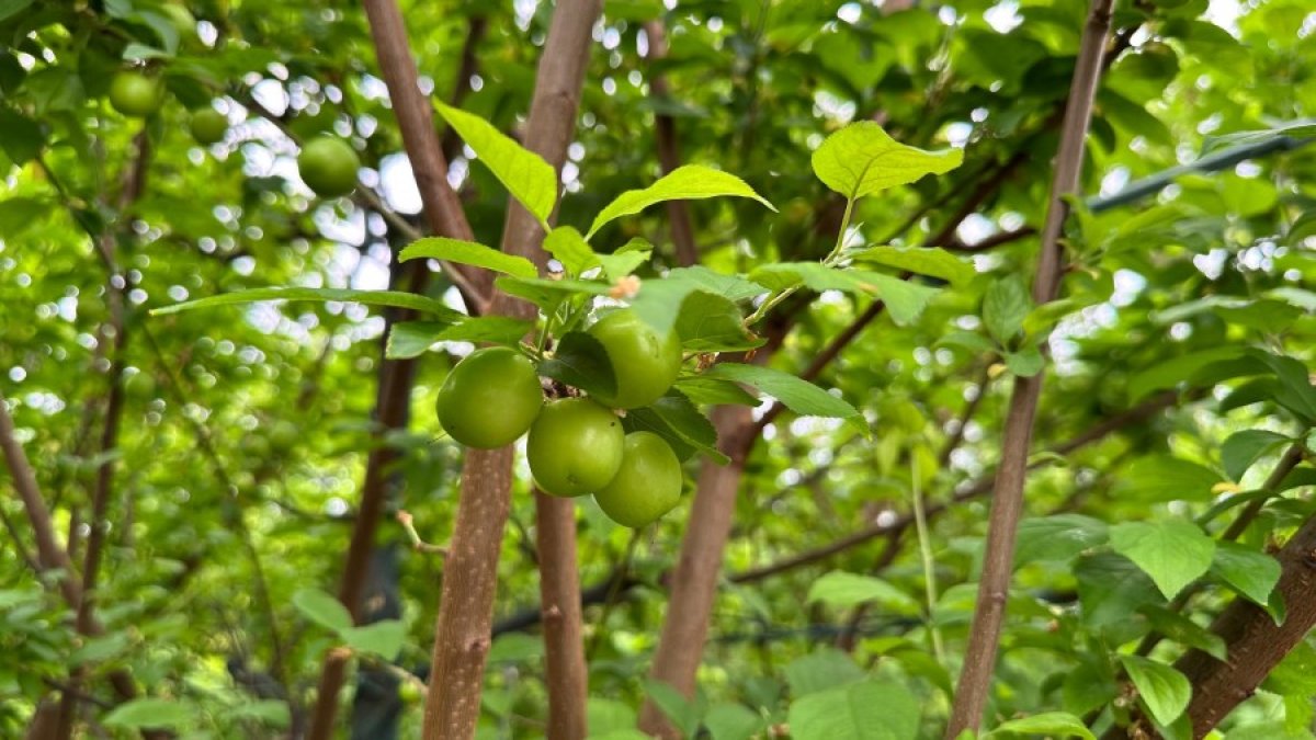 Erik hasadı başladı! Kilosunun fiyatı dudak uçuklatıyor