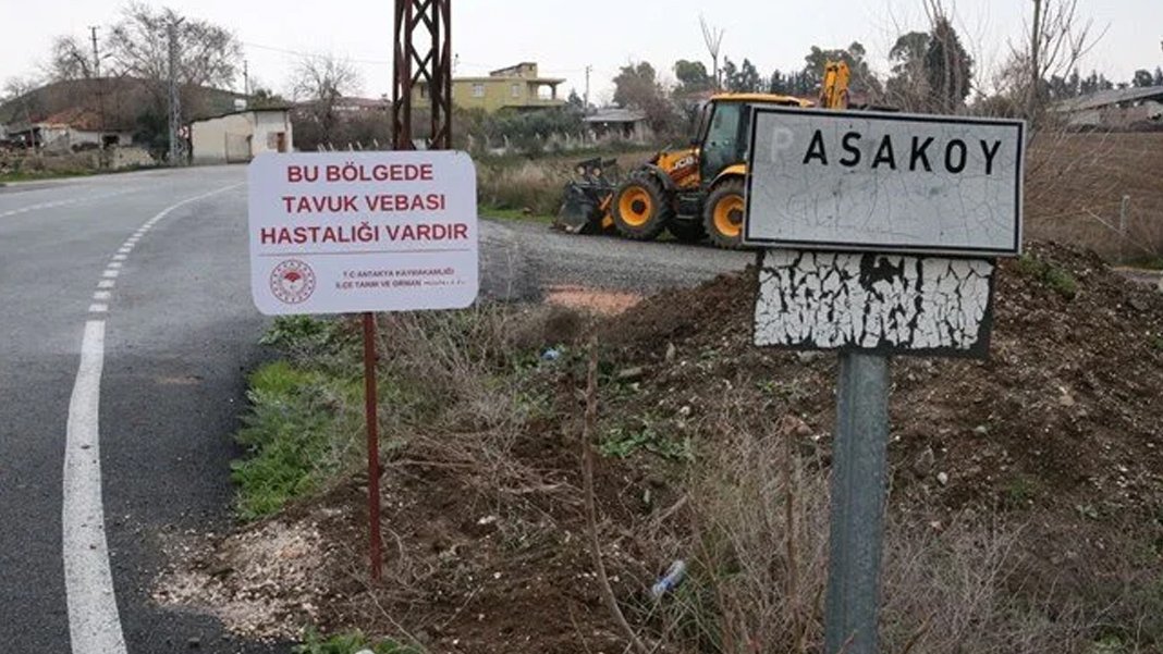 Hatay'da kuş gribi alarmı: Bir mahalle karantinada