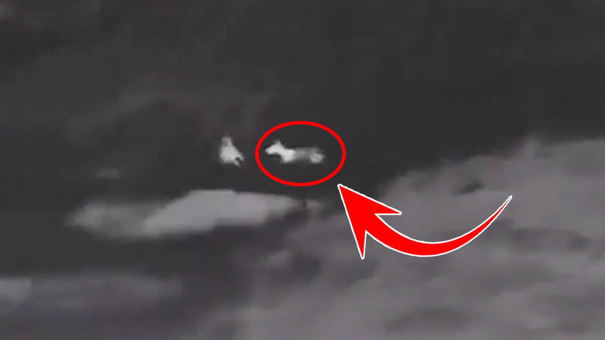 Koyununa saldıran çakalı affetmedi! Metrelerce uzaktan sniper tüfeğiyle tek atışla indirdi