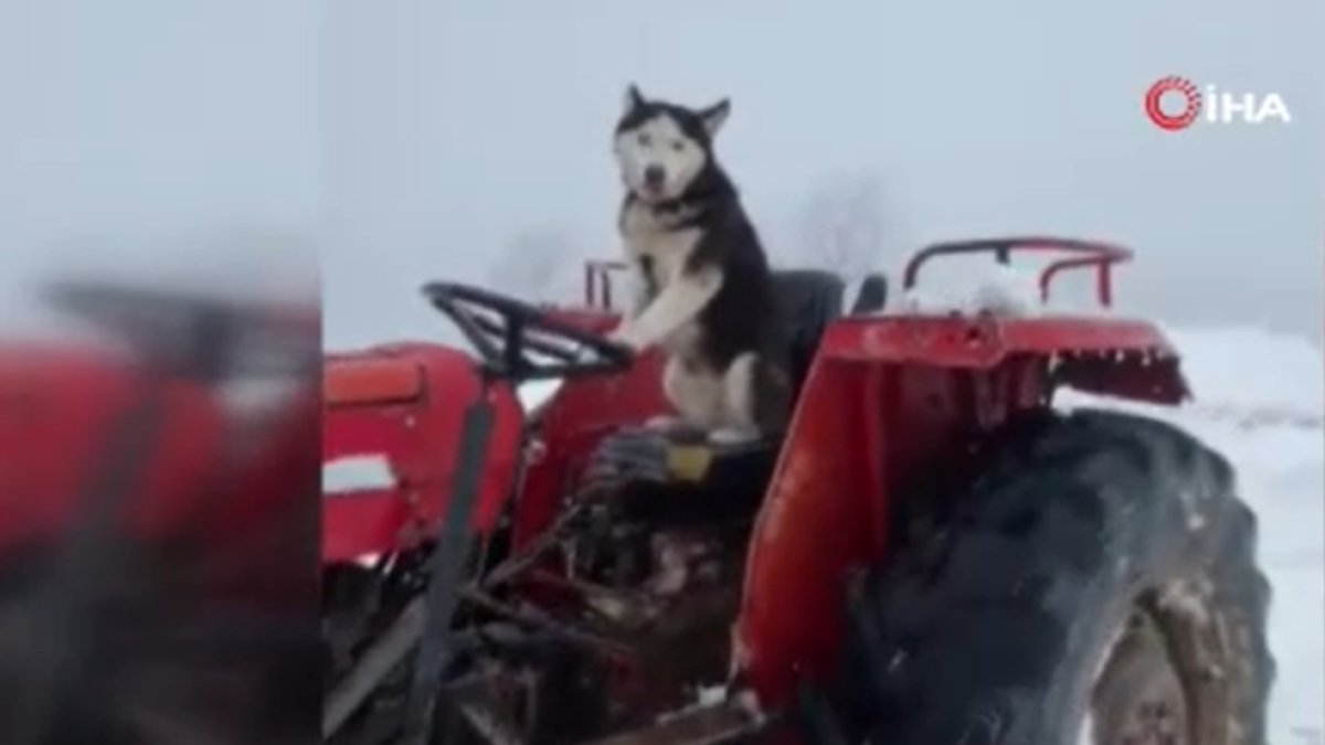 Görüntüler Sakarya'dan: Sibirya kurdu traktör kullandı! O anları kameraya aldı