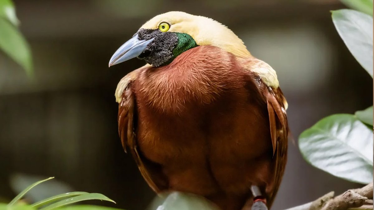 Cennet kuşlarının ışığı farklı renkte yansıttığı gözlemlendi