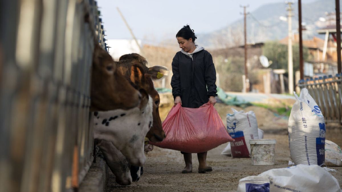 Havacılık kariyerini geride bıraktı köyüne yerleşti! ‘Yeni başlangıç yeni başarılar dedi’: Büyükbaş çiftliğiyle imza attı