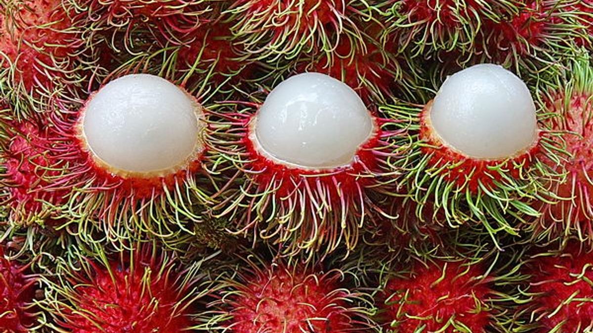 ‘Salak Meyvesi’ deniliyor, faydalarıyla şaşırtıyor! Japonların uzun yaşam kaynağı: Türkler yüzüne bile bakmıyor