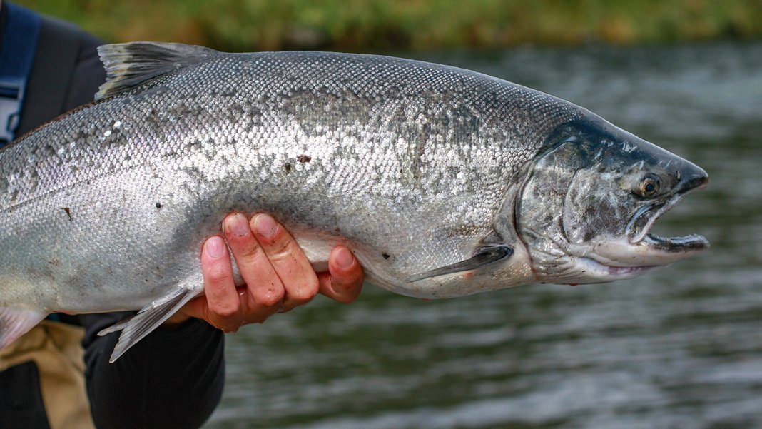 Kaçan 27 bin somon balığını bulana ödül