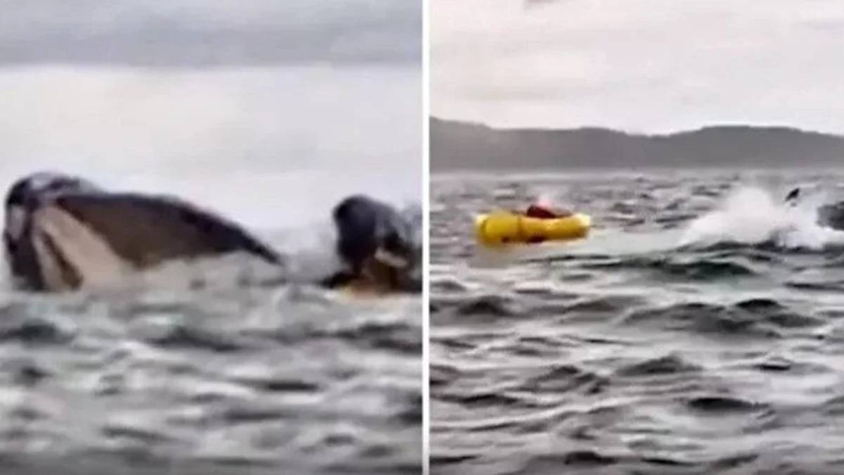 Korku filmi değil gerçek: Dev balina turisti teknesiyle birlikte böyle yuttu!