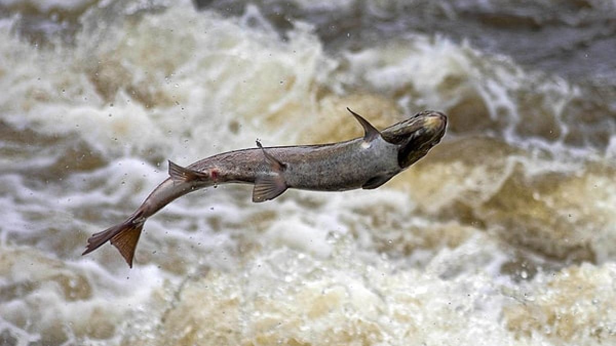 Balıkçılar bayram edecek her biri için 1.600 TL ödenecek! Tam 27.000 tanesi aranıyor: Herkese duyuruldu