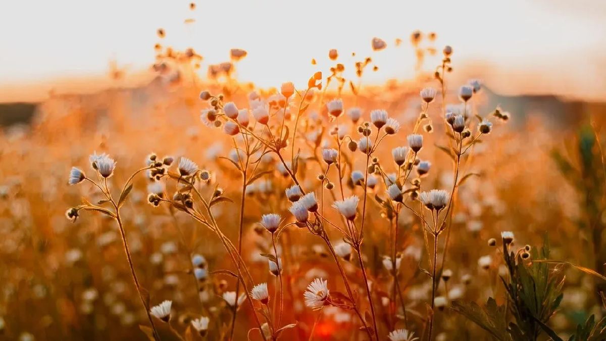 Baharın müjdecisi yola çıktı geliyor! Herkesin gözü aydın: İlk cemre o tarihte düşecek