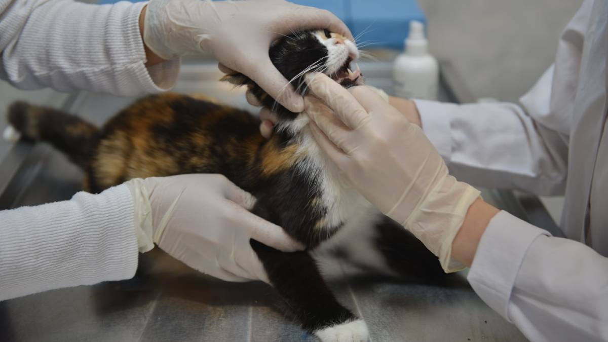 Büyükşehir’den can dostları için önemli proje