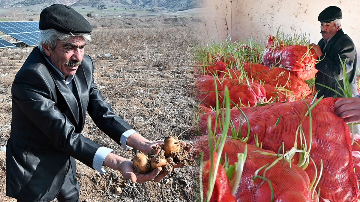 7 liraya mâl ettiğimiz ürünü 3 liraya satamadık! Patates tarlada, soğan depoda kaldı