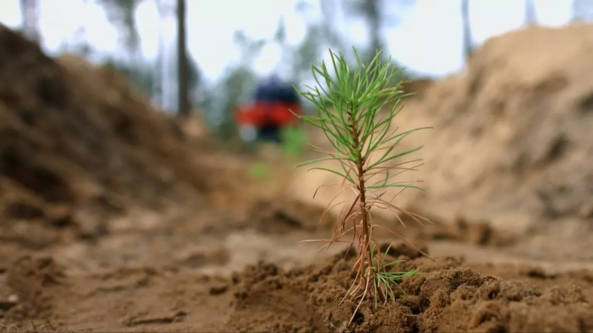 Çevre Bakanlığı, 81 ilin bitki rehberini hazırlıyor