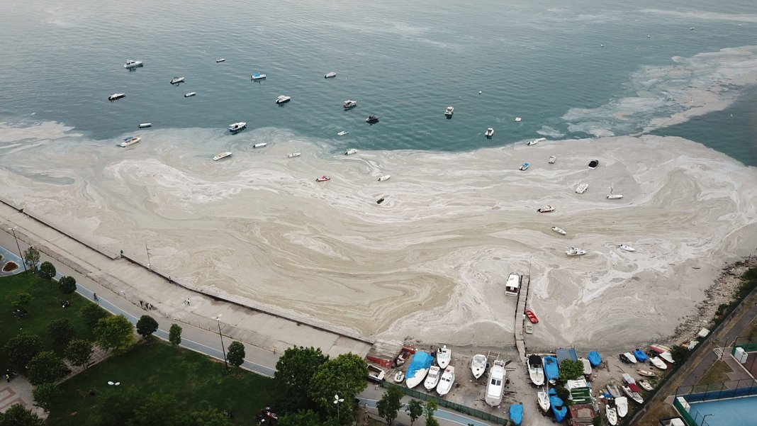 Marmara Denizi'nde müsilaj önlemi: Yüzer bitki adaları devreye girecek
