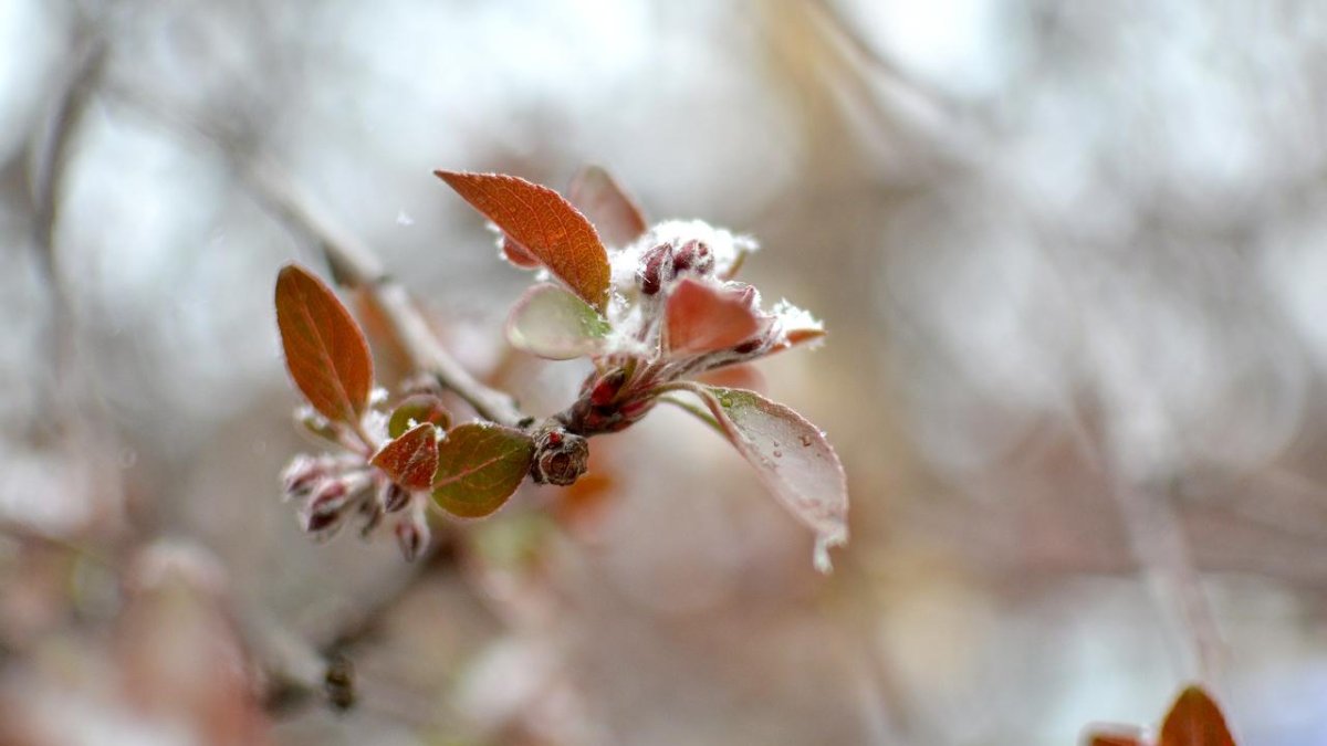 İzmir'de soğuk hava ve zirai don uyarısı: Tarım alanları risk altında