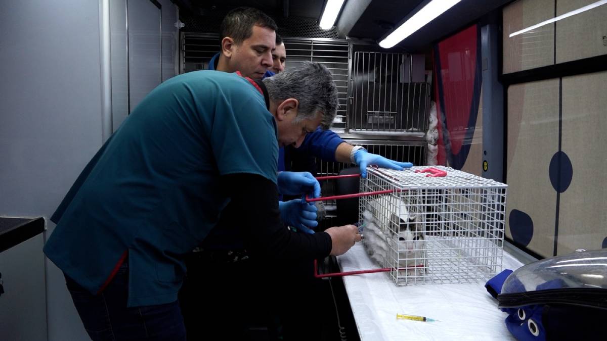 ‘Can Dost’la sokak hayvanlarına ücretsiz tedavi desteği