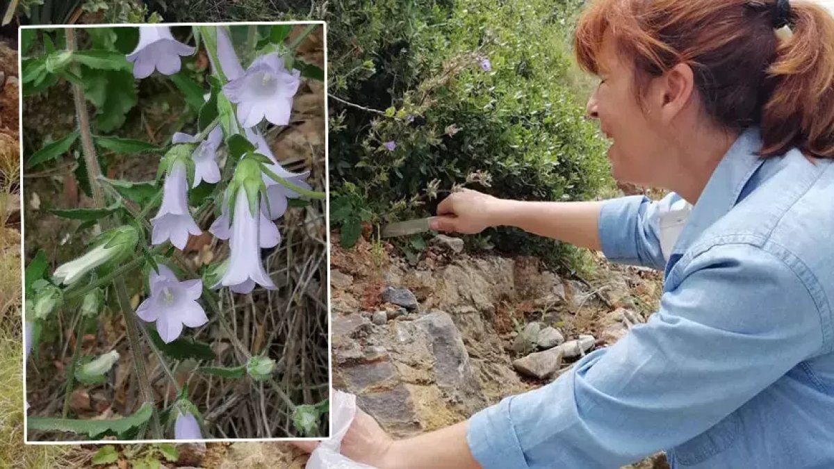 Kuşadası’nda yeni bir bitki türü keşfedildi: 'Campanula X kusadasiensis' ismi verildi