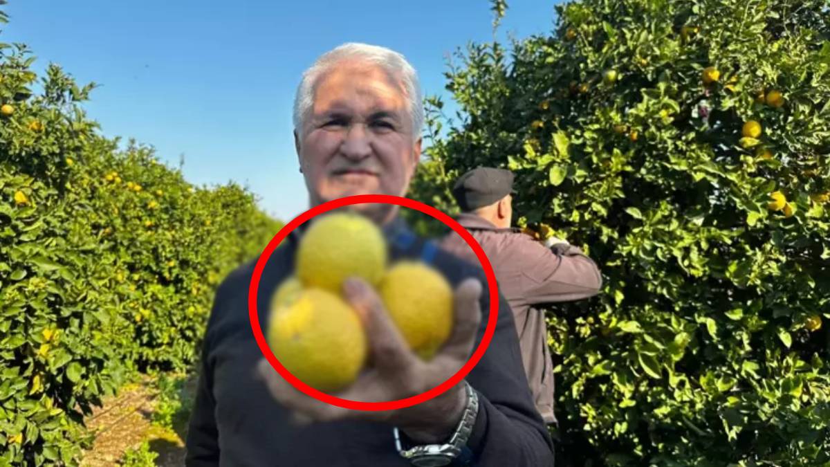 Türkiye’nin üretim ambarı iş başında! Dalından 5 TL’ye satılıyor, ümidi ihraçta arıyor! 500 bin ton…