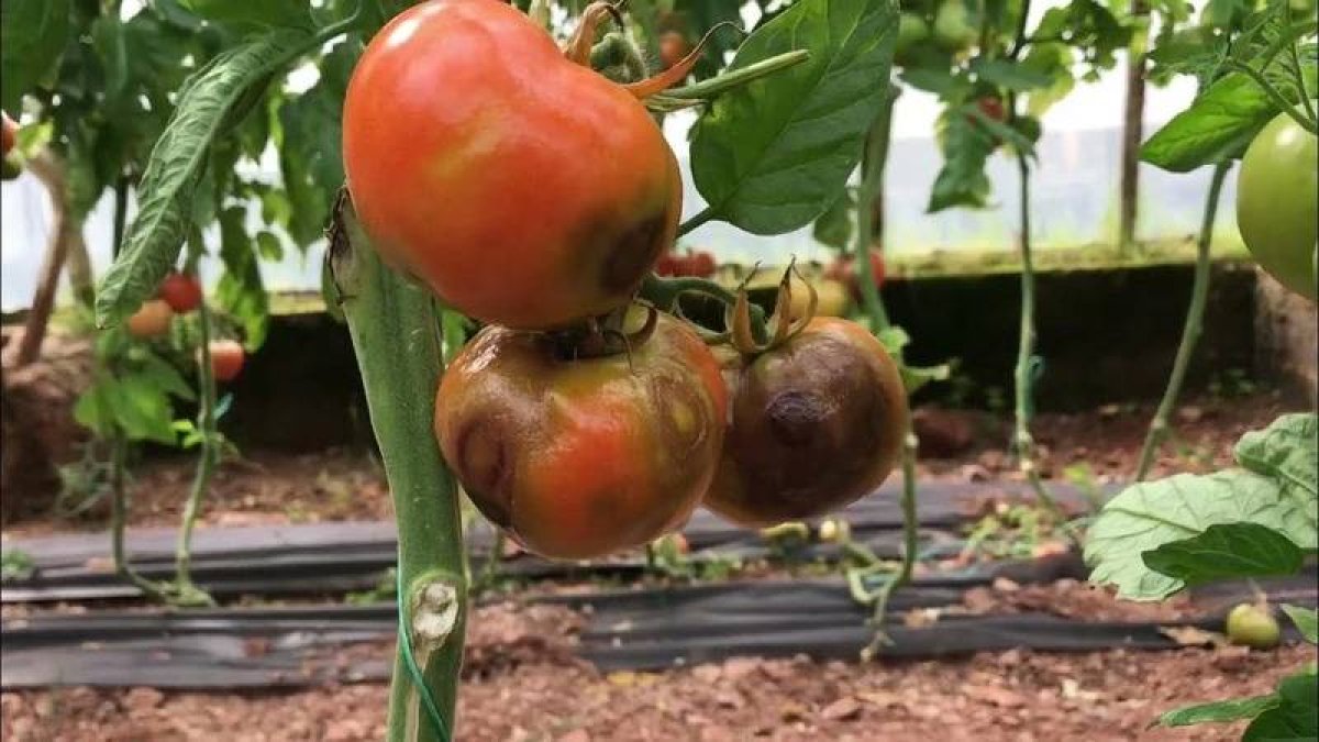 Gümrükte virüslü domates alarmı: 45 günde 6 kez yakalandı