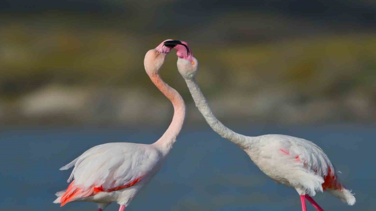 Görmek isteyen oraya akın edecek! Flamingolardan aşk dansı: Görsel şölen kameralara böyle yansıdı