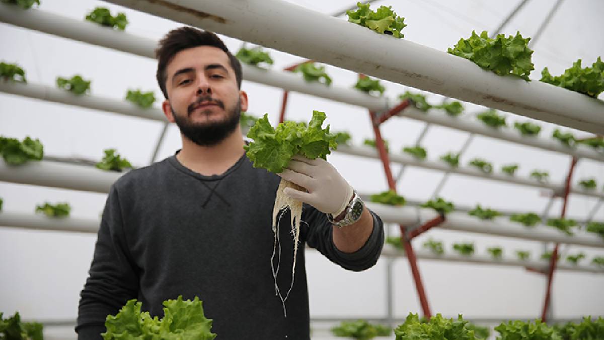 40 günde bir topluyor, toprağa ihtiyaç duymuyor!  300 metrekarede dev üretime imza attı, herkes imrenerek baktı